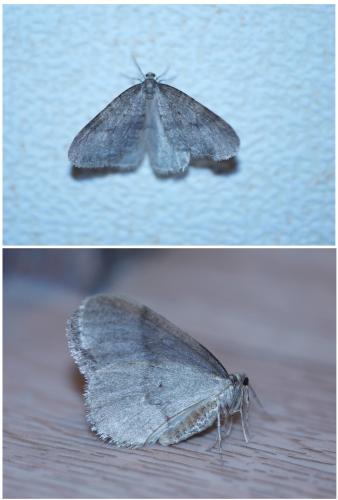 Operophtera brumata